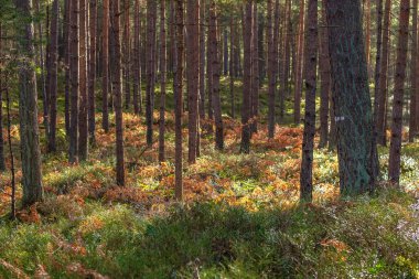Yeşil orman çimlerinde altın sabah güneşi ışıldıyor. Güzel doğa arkaplanı.