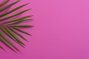 Pembe arka plan blog web sitesi sosyal medyasında en düşük Palmiye Ağacı