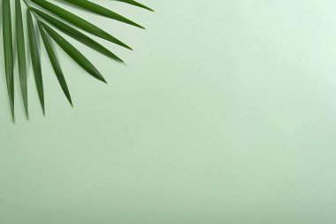 Canlı yeşil arka planda tropikal palmiye ağacı