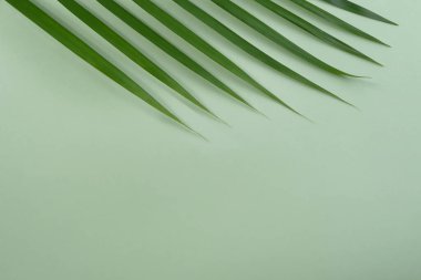 Canlı yeşil arka planda tropikal palmiye ağacı