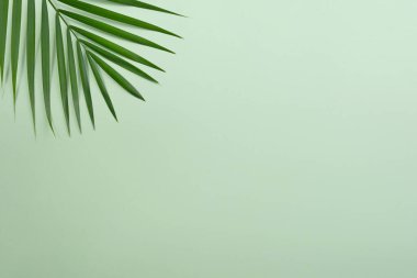 Canlı yeşil arka planda tropikal palmiye ağacı