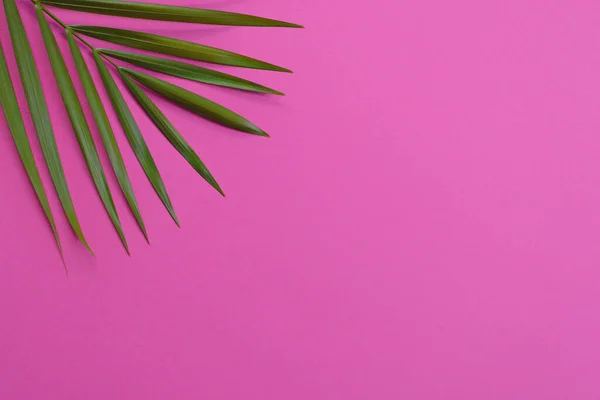 stock image Minimal Palm Tree on vivid pink background blog website socialmedia