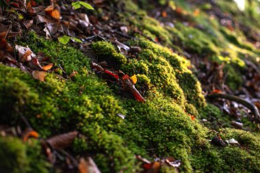 Duvar kağıdı için güzel yosun arkaplanı.