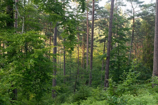 Θέα Στο Δάσος Ιστορικό Του Πράσινου Δάσους Στο Φως Βράδυ — Φωτογραφία Αρχείου