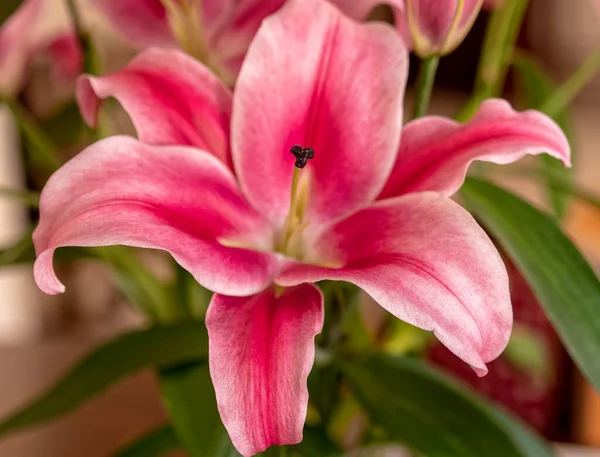 Dark Pink Lilium Flower Close Strong Bokeh — Stock Photo, Image