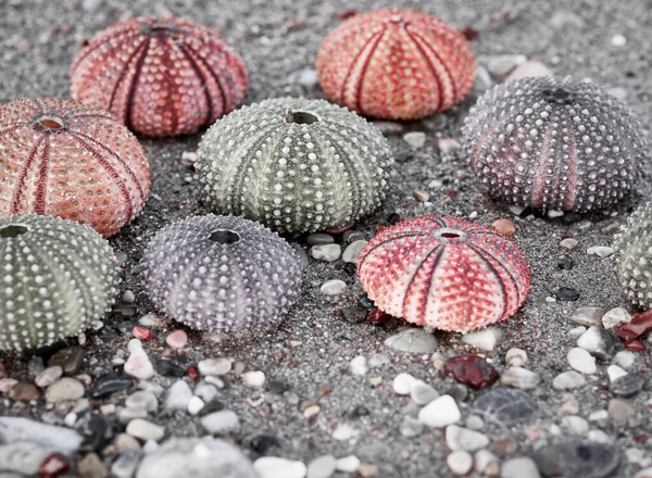 Sea Urchins Wet Sand Beach Filtered Image Black White Red — Stock Photo, Image