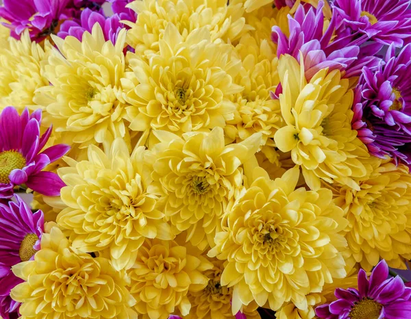 Barevné Žluté Fialové Chryzantémy Horní Pohled Přírodní Pozadí — Stock fotografie