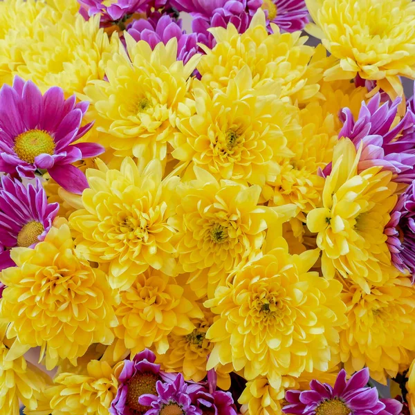 Chrysanthèmes Jaunes Violets Colorés Vue Dessus Fond Naturel — Photo