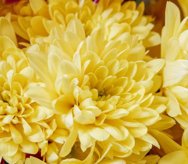 Zářivé Žluté Chryzantémy Pohled Shora Přírodní Pozadí — Stock fotografie