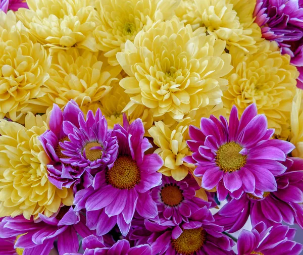 Красочные Желтые Фиолетовые Хризантемы Вид Сверху Естественный Фон — стоковое фото