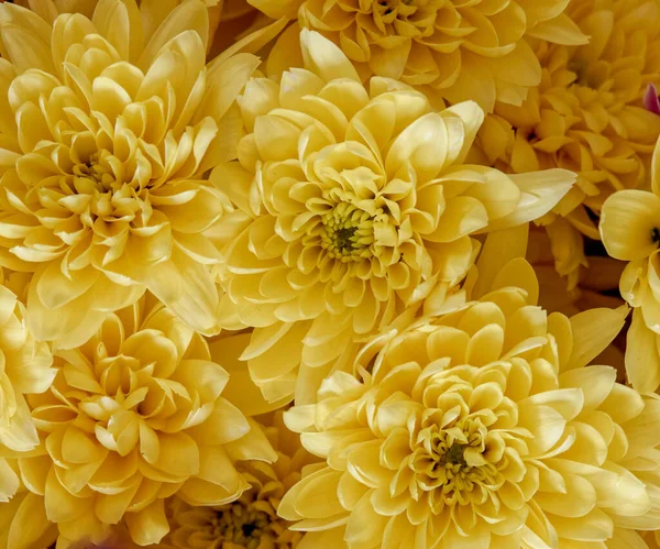 Vibrantes Crisantemos Amarillos Vista Superior Fondo Natural — Foto de Stock