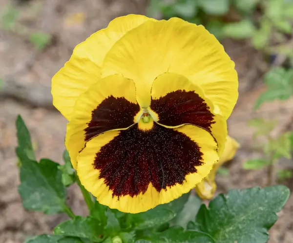 Kolorowe Żółte Ciemnobrązowe Pancy Kwiat Bliska Ogrodzie — Zdjęcie stockowe