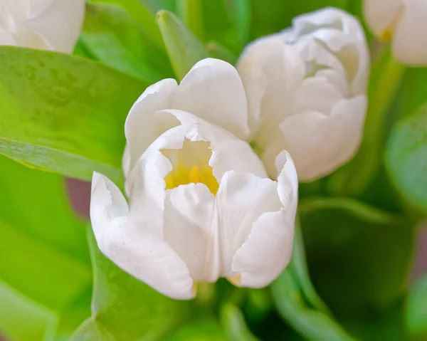 Tulipa Branca Flores Buquê Close Fundo Natural — Fotografia de Stock