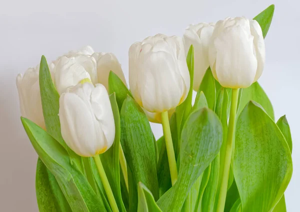 Vit Tulpan Blommor Bukett Närbild Naturlig Bakgrund — Stockfoto