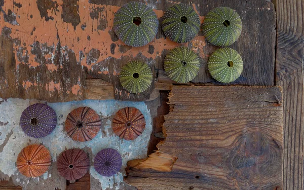 Alcuni Gusci Riccio Mare Pezzi Legno Driftwood Stagionato Mare — Foto Stock