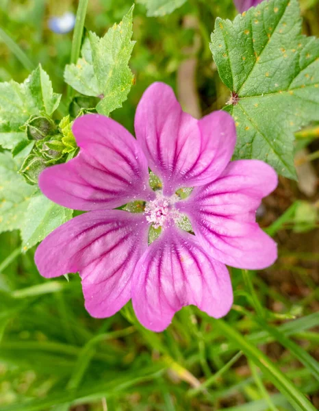 Fleur Sauvage Couleur Violette Dans Les Prairies Fond Flou — Photo