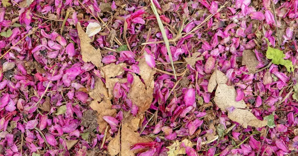 Violet Colored Lilac Dried Flowers Leaves Close Natural Background — Stock Photo, Image