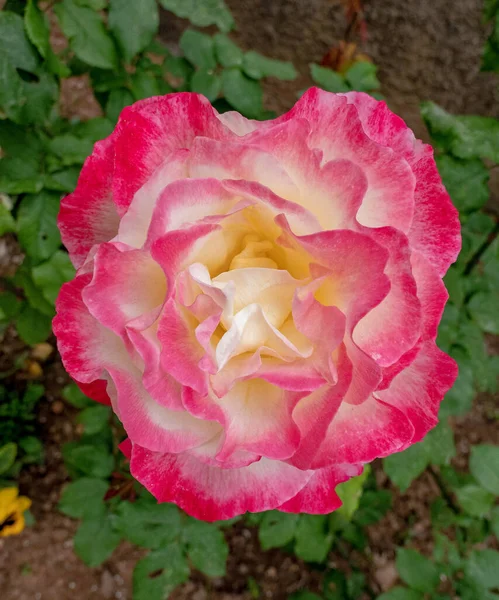 Rosa Colorido Cremoso Blanco Rosa Flor Vista Superior Sobre Fondo — Foto de Stock