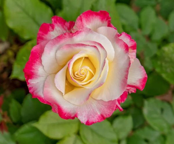 Barevné Růžová Krémová Bílá Růže Květinový Vrchol Pohled Zelené Zeleň — Stock fotografie