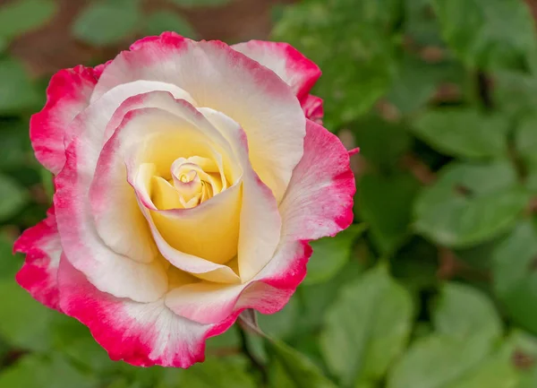 绿叶背景上色彩艳丽的粉红 乳白色玫瑰顶景 — 图库照片