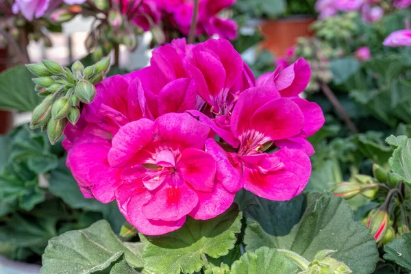 Mörk Violett Färgad Geranium Naturlig Bukett Närbild Trädgården — Stockfoto