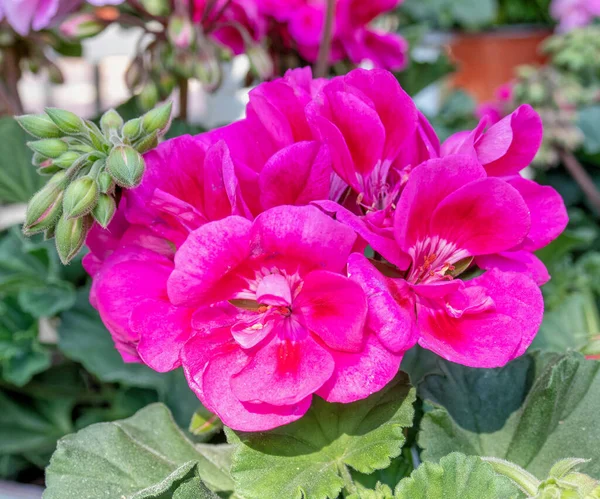 Mörk Violett Färgad Geranium Naturlig Bukett Närbild Trädgården — Stockfoto