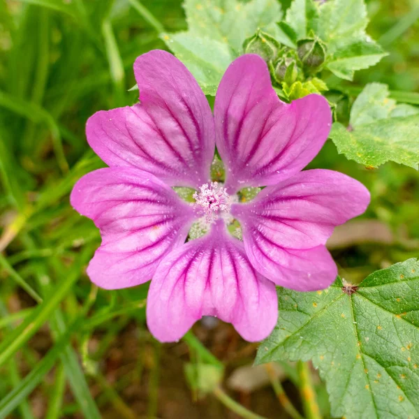 Violeta Colorido Flor Selvagem Nos Prados Fundo Borrado — Fotografia de Stock