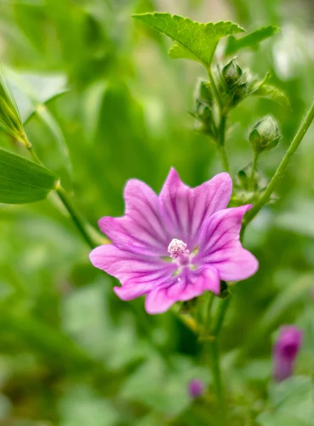 草原の紫色の野の花背景がぼやけて — ストック写真