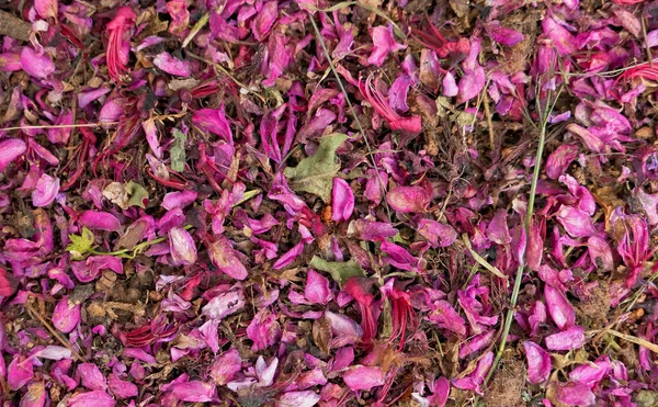 stock image violet colored lilac dried flowers and leaves close up, natural background