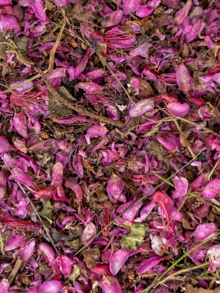 Violet Gekleurde Lila Gedroogde Bloemen Bladeren Close Natuurlijke Achtergrond — Stockfoto