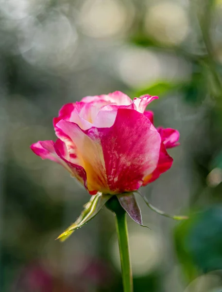 庭の近くに白いピンクのバラの芽の光漏れとレンズフレア — ストック写真