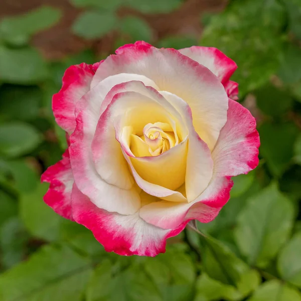 Colorful Pink Creamy White Rose Flower Top View Green Foliage — Stock Photo, Image