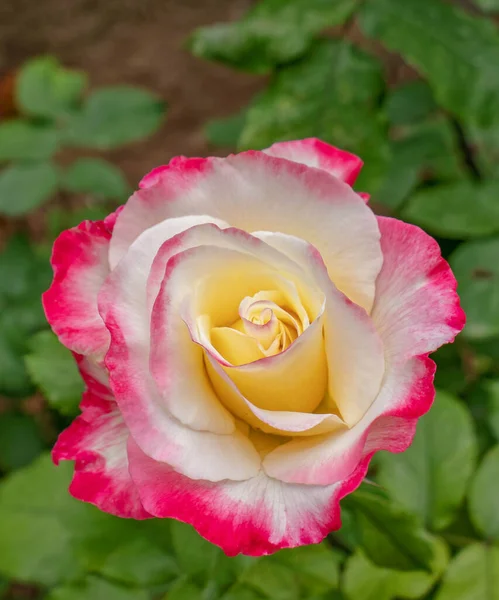 Rosa Colorido Cremoso Branco Rosa Flor Vista Superior Fundo Folhagem — Fotografia de Stock