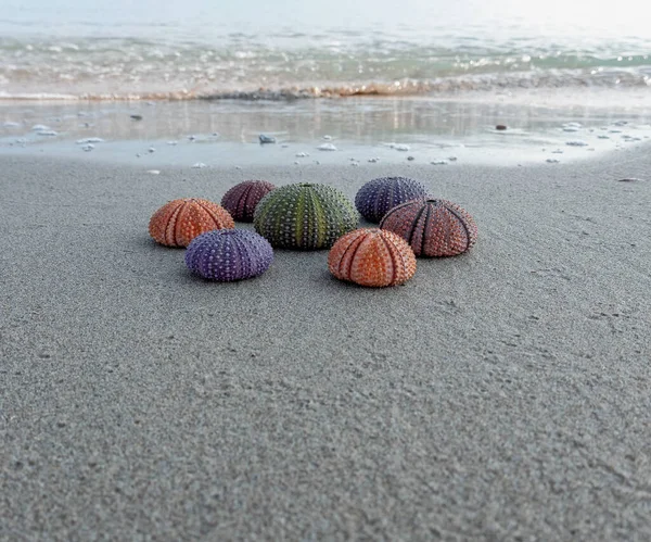 해변의 성게들 — 스톡 사진