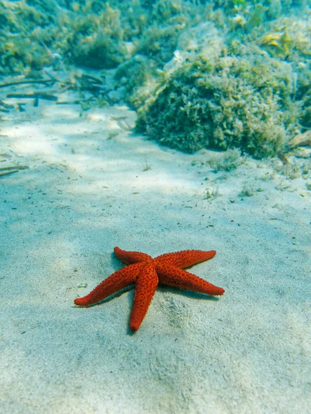 Κόκκινο Αστέρι Της Θάλασσας Κοντά Αμμώδη Βυθό Υποβρύχια Σκηνή — Φωτογραφία Αρχείου