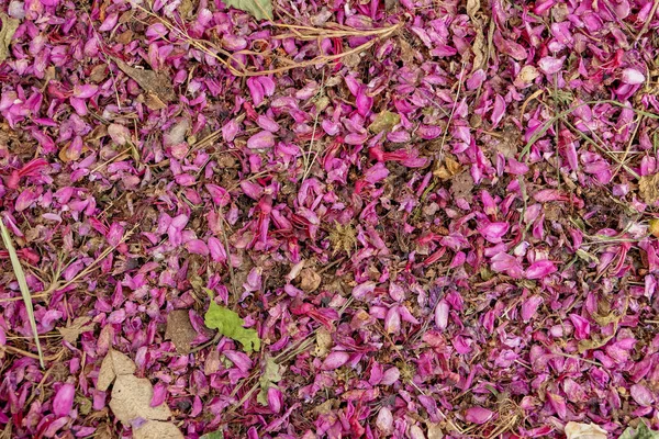 Menekşe Renginde Kurutulmuş Çiçek Yapraklar Kapalı Doğal Arka Plan — Stok fotoğraf