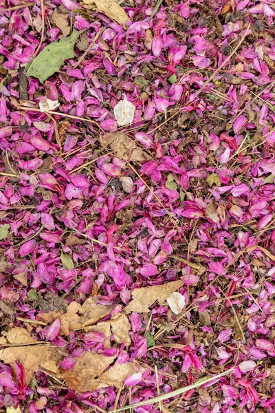 Color Violeta Lila Flores Secas Hojas Cerca Fondo Natural —  Fotos de Stock