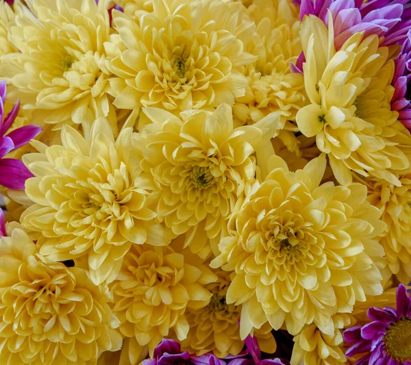 Πολύχρωμο Χρυσάνθεμο Λουλούδια Πάνω Όψη Close Φυσικό Φόντο Μοτίβο — Φωτογραφία Αρχείου