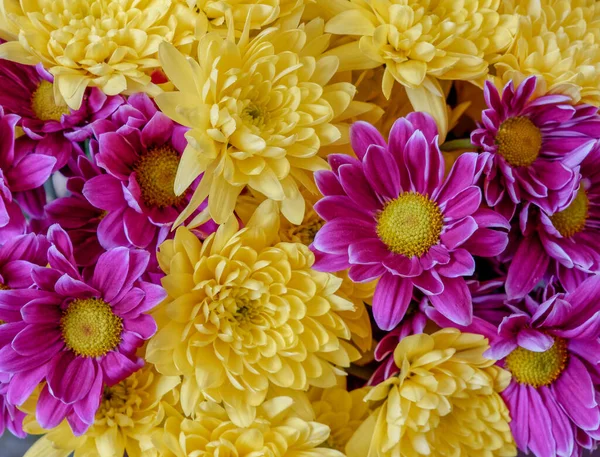 Färgglada Krysantemum Blommor Ovanifrån Närbild Naturliga Mönster Bakgrund — Stockfoto