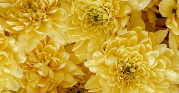 Färgglada Gula Krysantemum Blommor Ovanifrån Närbild Naturliga Mönster Bakgrund — Stockfoto