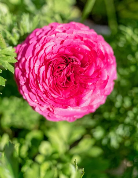 Βιολετί Χρώμα Βουτυρόκουπα Λουλούδι Κορυφή Προβολή Στο Πράσινο Φυσικό Φόντο — Φωτογραφία Αρχείου