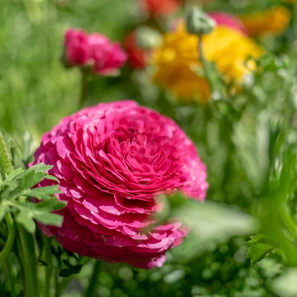 Βιολετί Χρώμα Νεραγκούλα Και Θολή Φόντο Άλλα Πολύχρωμα Λουλούδια — Φωτογραφία Αρχείου