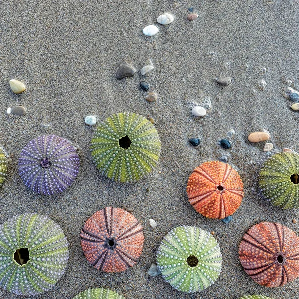 海水が入ってくる砂浜のカラフルなウニの多様性 — ストック写真