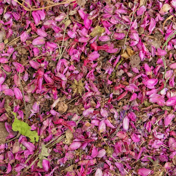 紫红色紫丁香干花叶近 自然背景 — 图库照片