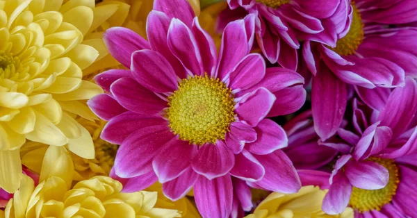 Barevné Chryzantémy Květiny Horní Pohled Zblízka Přírodní Vzor Pozadí — Stock fotografie
