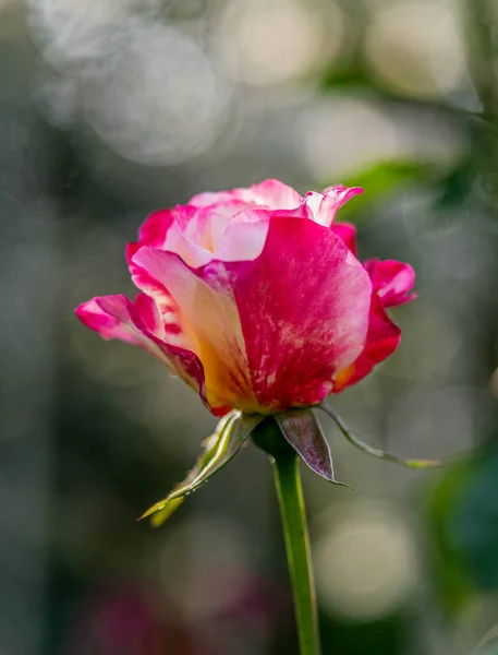 Τριαντάφυλλο Μπουμπούκι Λουλούδι Κοντά Φως Διαρροές Και Θολή Φόντο — Φωτογραφία Αρχείου