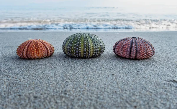 Colorful Sea Urchins Wet Sand Beach Seaside — Stock Photo, Image