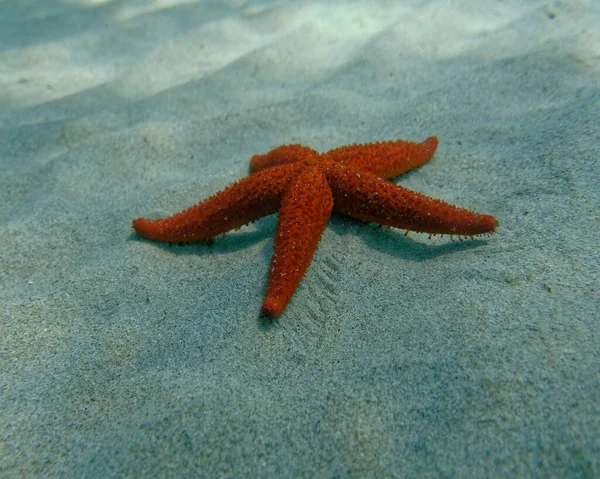 Czerwony Satrfish Dnie Morza Piasku Scena Podwodna — Zdjęcie stockowe