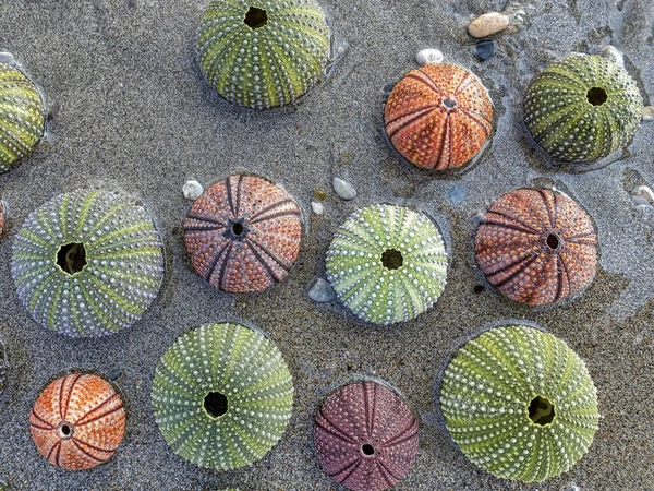 Разнообразие Красочных Морских Ежей Песчаном Пляже Морской Водой — стоковое фото