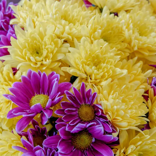 Fleurs Chrysanthème Colorées Vue Dessus Gros Plan Fond Motif Naturel — Photo